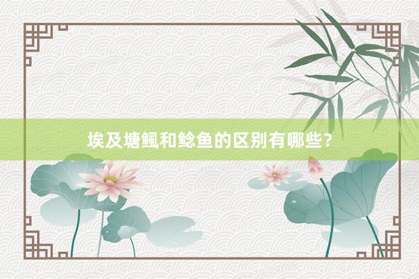 埃及塘鲺和鲶鱼的区别有哪些？